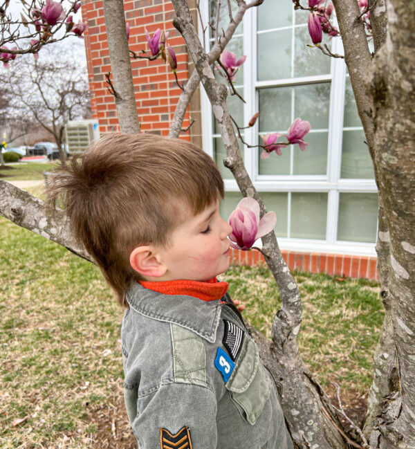 Teaching children to be flexible-minded. Young boy smelling cherry blossoms.