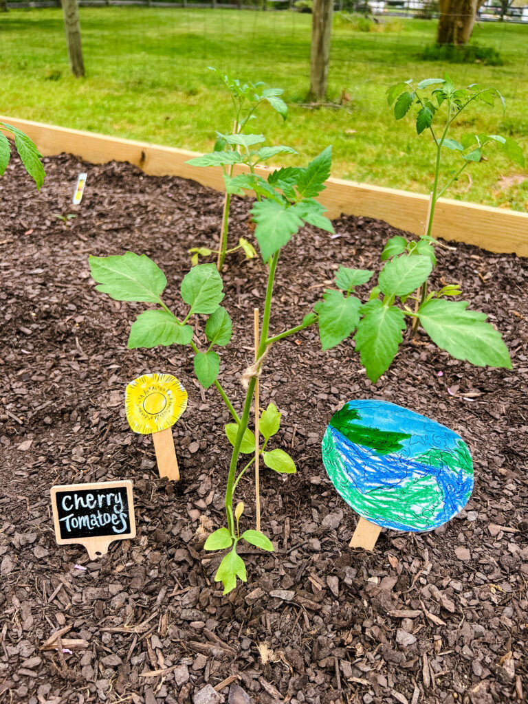 Tomato Plant on Earth Day in raised bed garden.