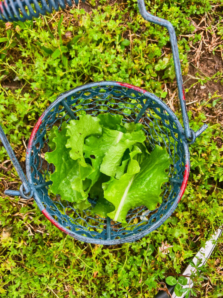 Fresh lettuce from the garden