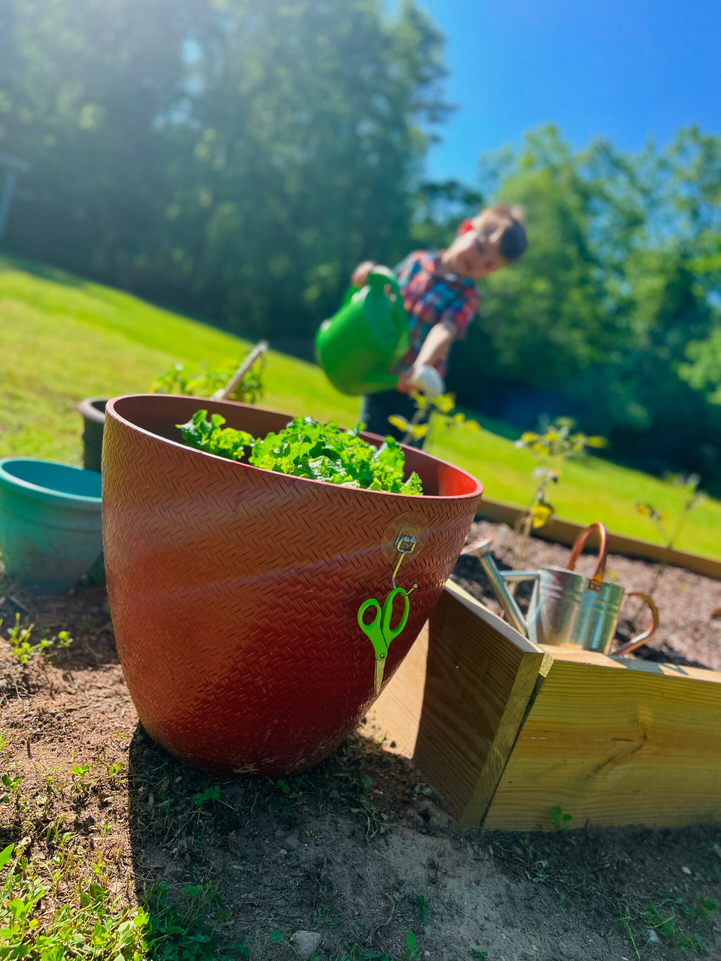 Young boy watering a garden outside in the background. The focus is on a pair of child's scissors used for snacking on lettuce.