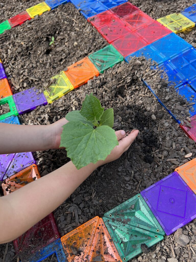 A picture of a toddlers hands planting a cucumber plant outside in Magna-Tile Garden.