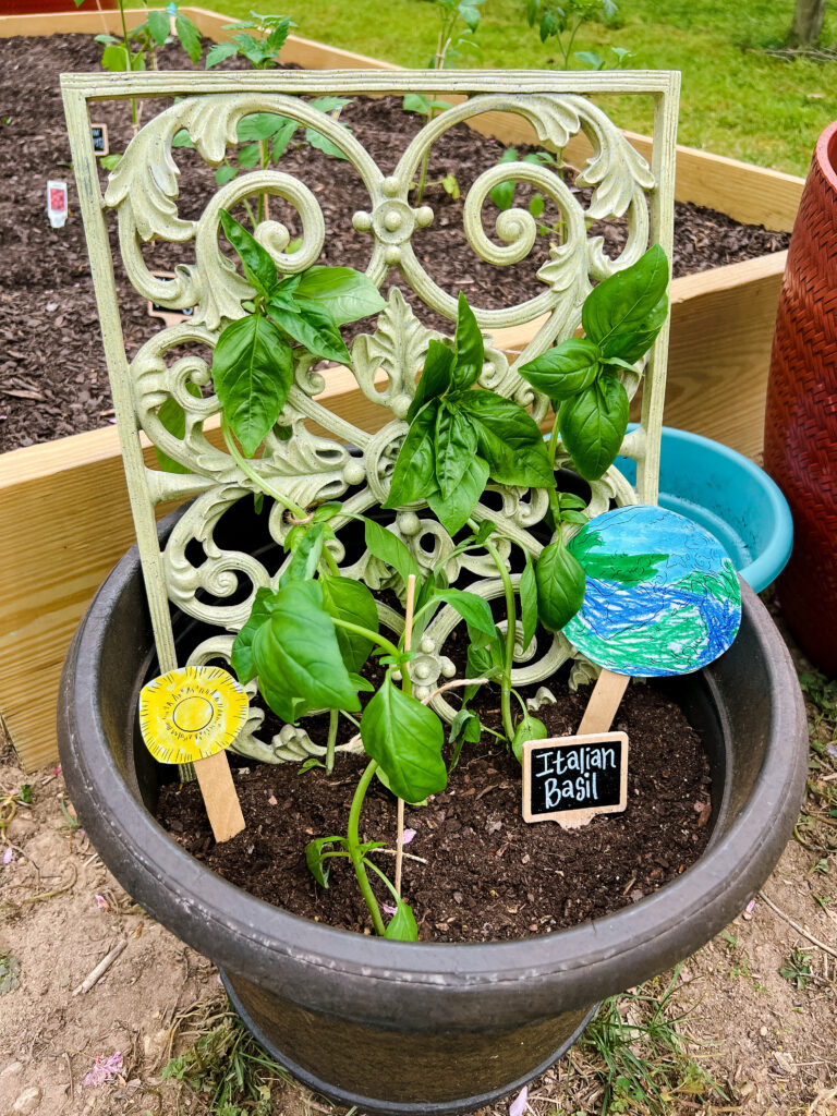 Italian Basil in flower pot.