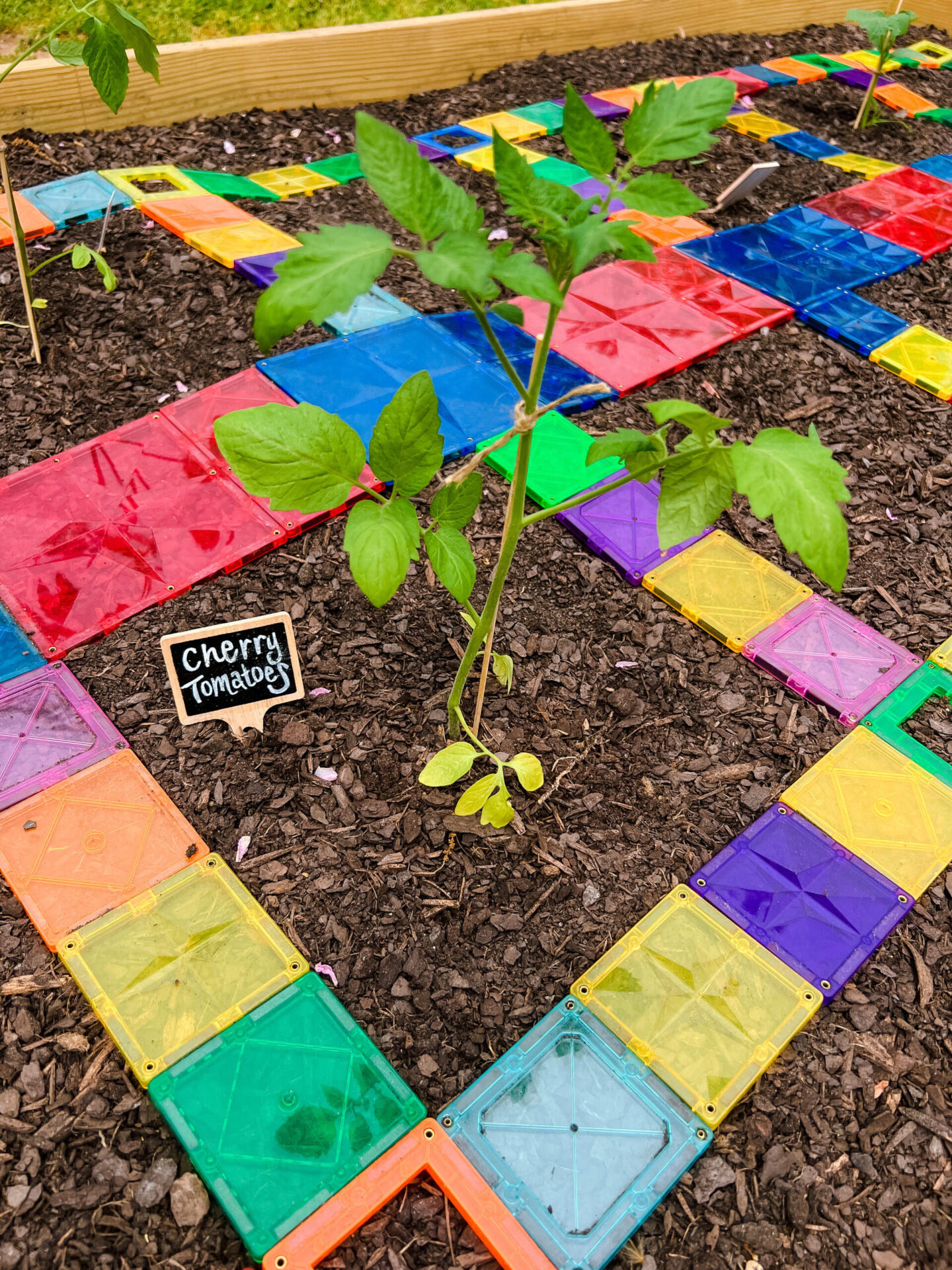 Cherry tomato plant surrounded by a magna-tile square to measure the appropriate distance between plants.