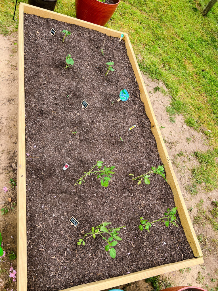 Top View of garden with tomato, cucumbers, and yellow peppers.